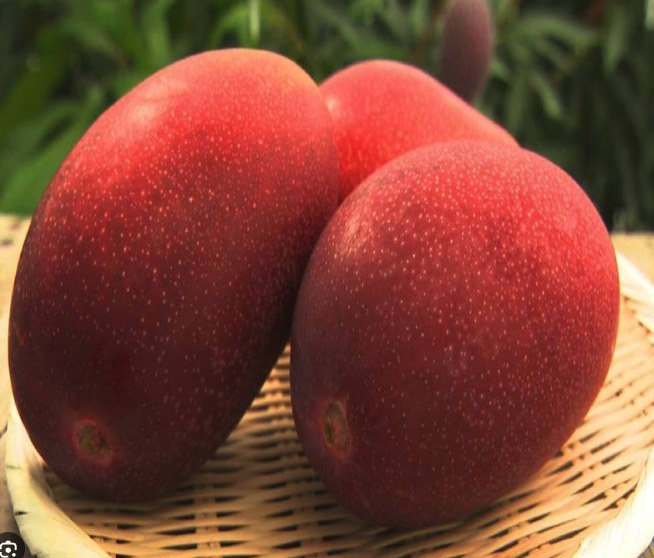 Original Japanese Miyazaki mango grown organically in Coimbatore, ruby red skin