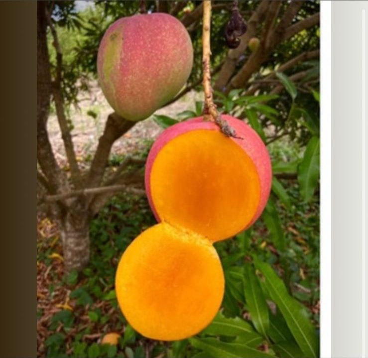 Freshly harvested premium Australian R2E2 jumbo mango grown organically at Exotic Organic Farm Coimbatore