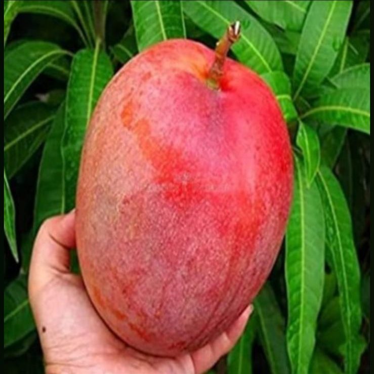 Premium American Red Palmer mango grown organically at Exotic Organic Farm Coimbatore India