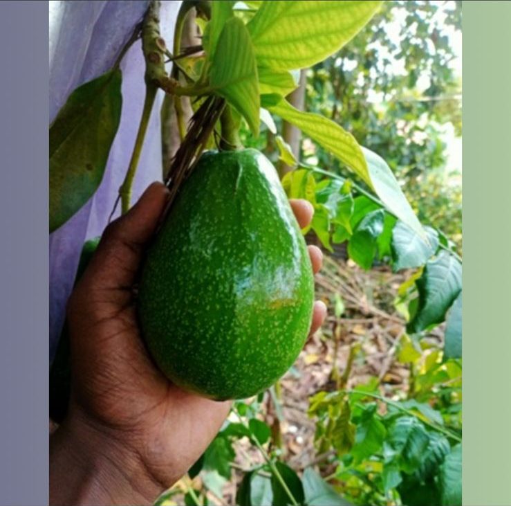 Organic avocado butter fruit sale, Coimbatore farm