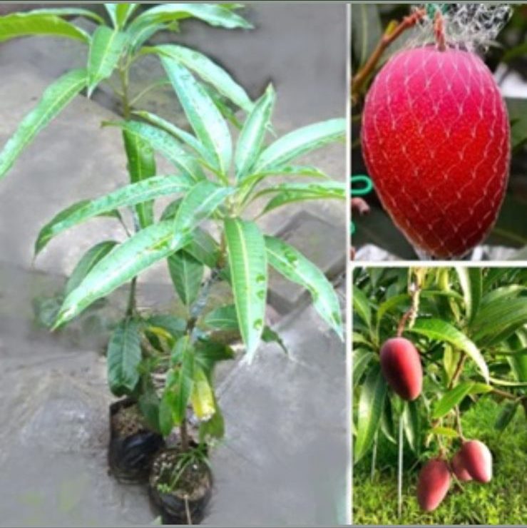 Original grafted Miyazaki mango plant sapling for sale, imported Japanese genetics acclimated to Tamil Nadu
