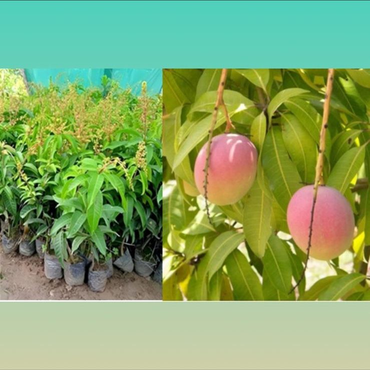Original Australian R2E2 jumbo mango sapling for sale