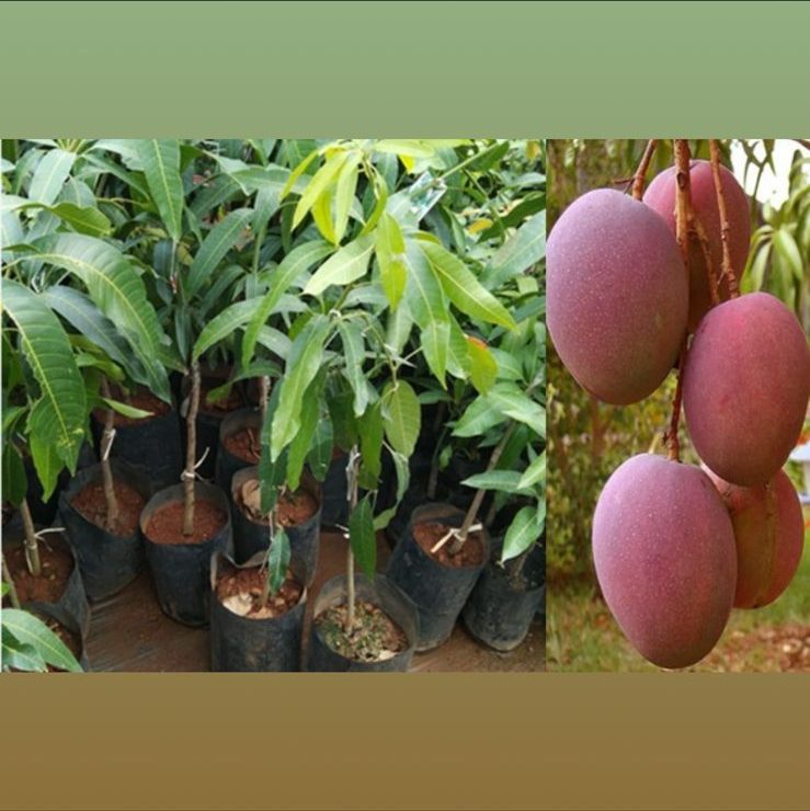 Original American Red Palmer mango sapling for sale