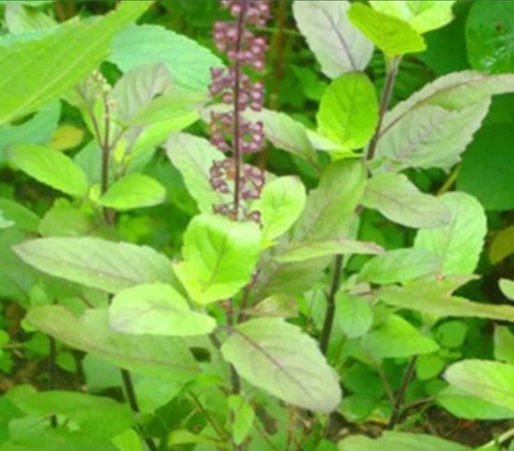 Premium organic dried tulsi holy basil leaves for sale