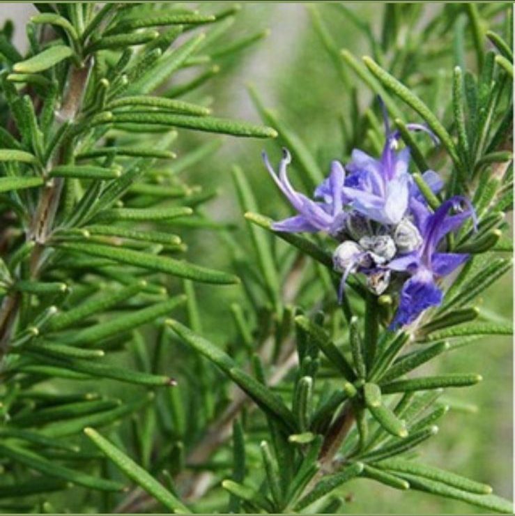 Pure organic dried rosemary leaves for hair and skin care