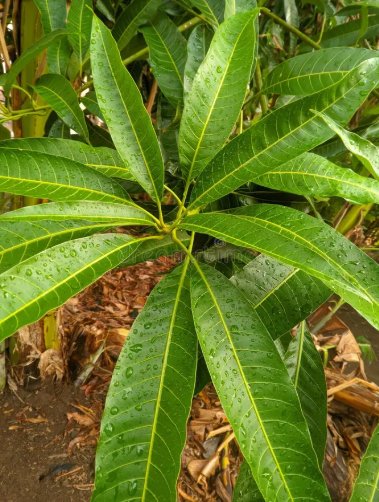 Mango leaves growing on our organic farm in Coimbatore, harvested and shade-dried