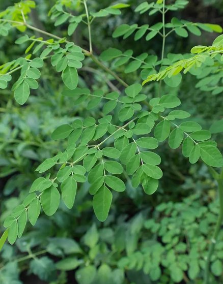 Moringa drumstick leaves growing on our organic farm in Coimbatore, harvested and shade-dried