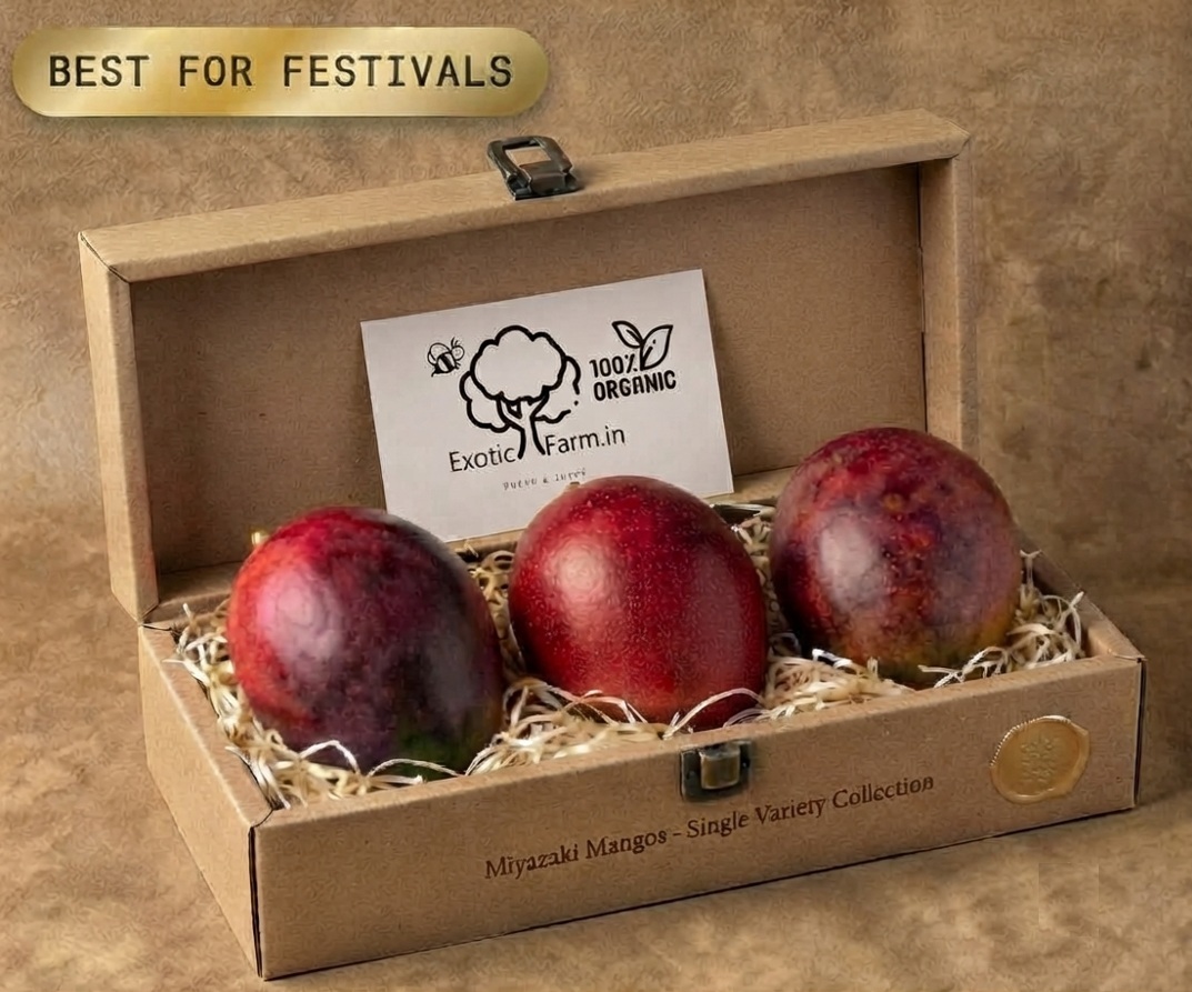 Custom branded bulk corporate mango gift packs for 25+ boxes, from Exotic Organic Farm, Coimbatore