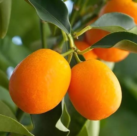 Crispy honey kumquat, small sweet orange citrus fruit grown organically at Exotic Organic Farm, Coimbatore