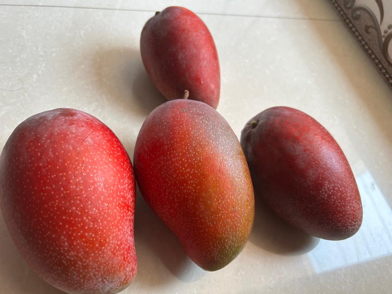 Ripe Miyazaki mango close-up, freshly picked at Exotic Organic Farm Coimbatore