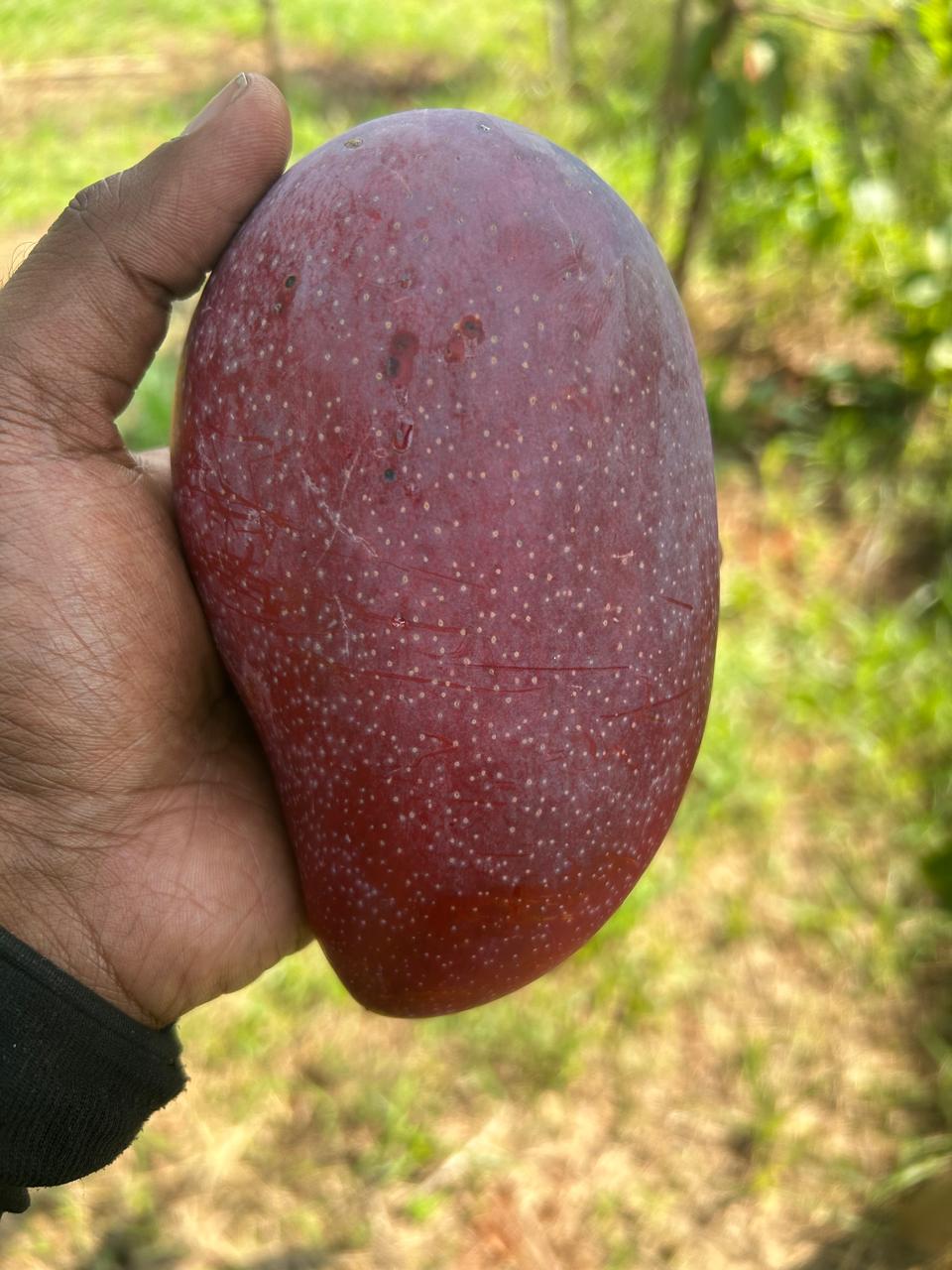 Miyazaki mango showing ruby-red blush at Exotic Organic Farm