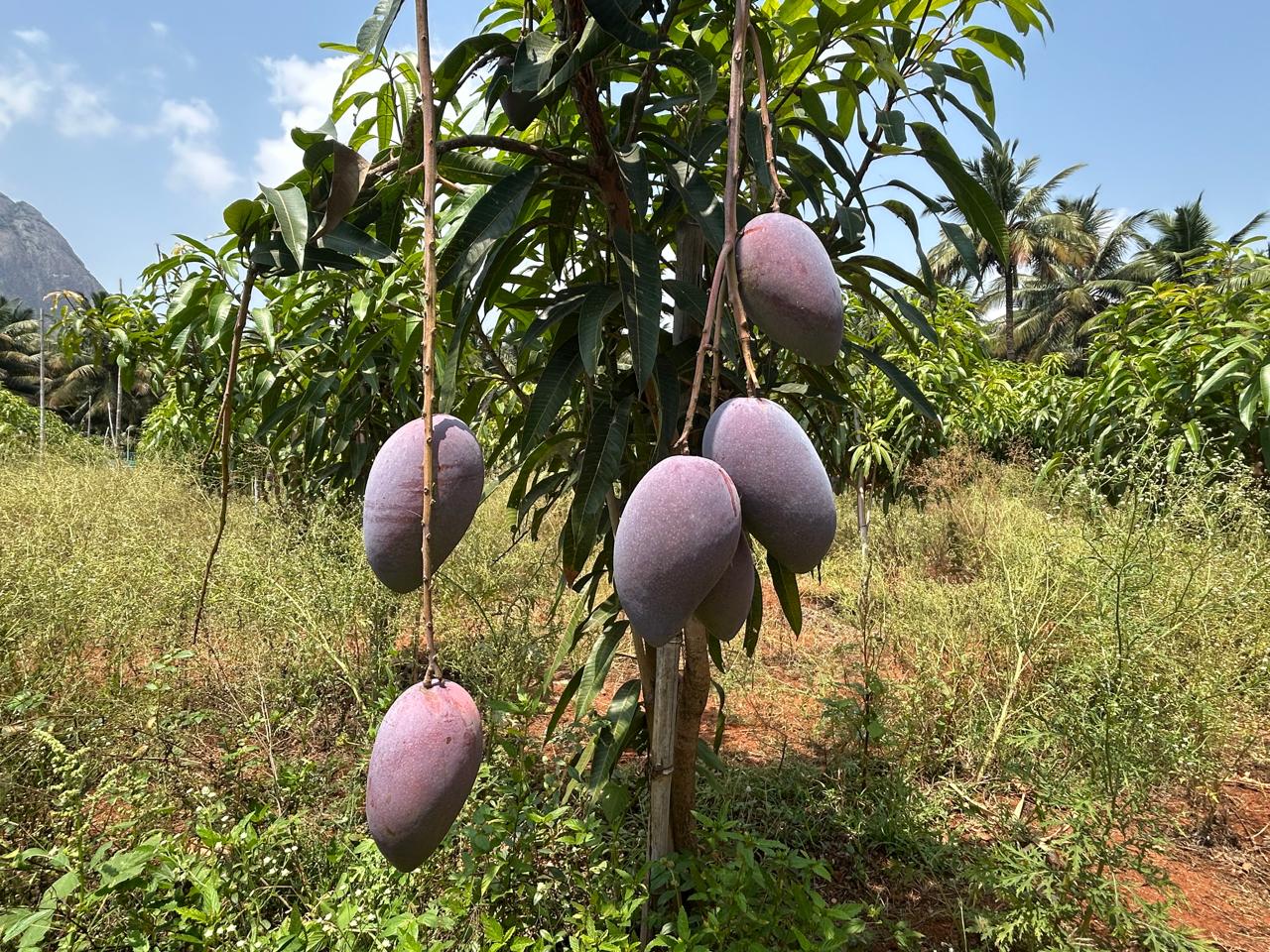 Miyazaki mango fruiting on tree at Exotic Organic Farm Coimbatore