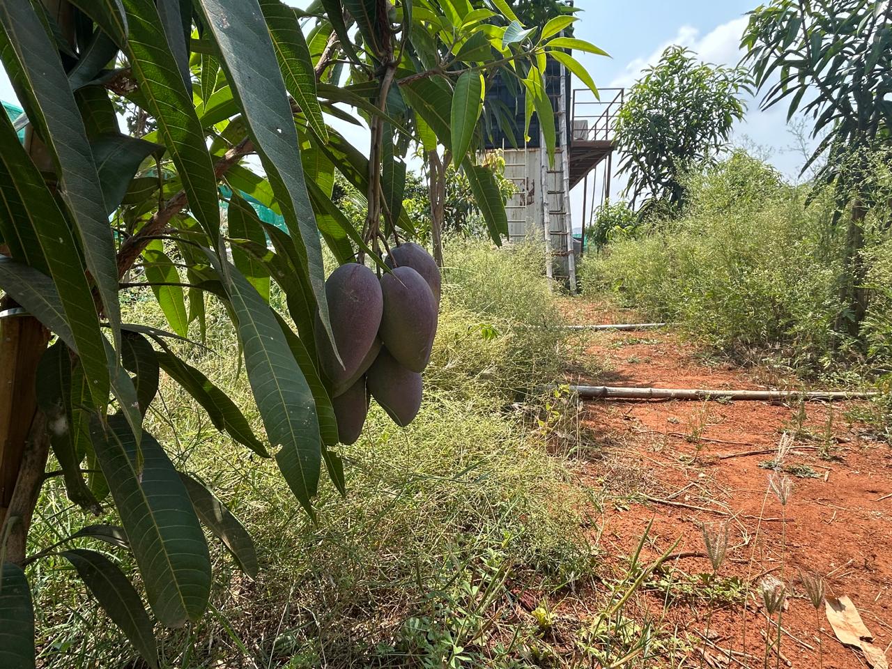 Miyazaki mango trees loaded with fruit at Exotic Organic Farm