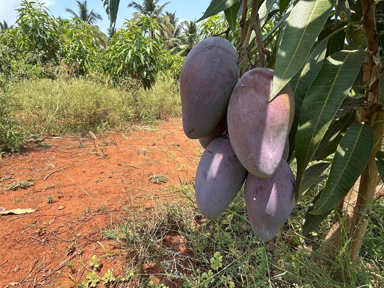 Ripe Miyazaki mangoes hanging on tree branch at Exotic Organic Farm