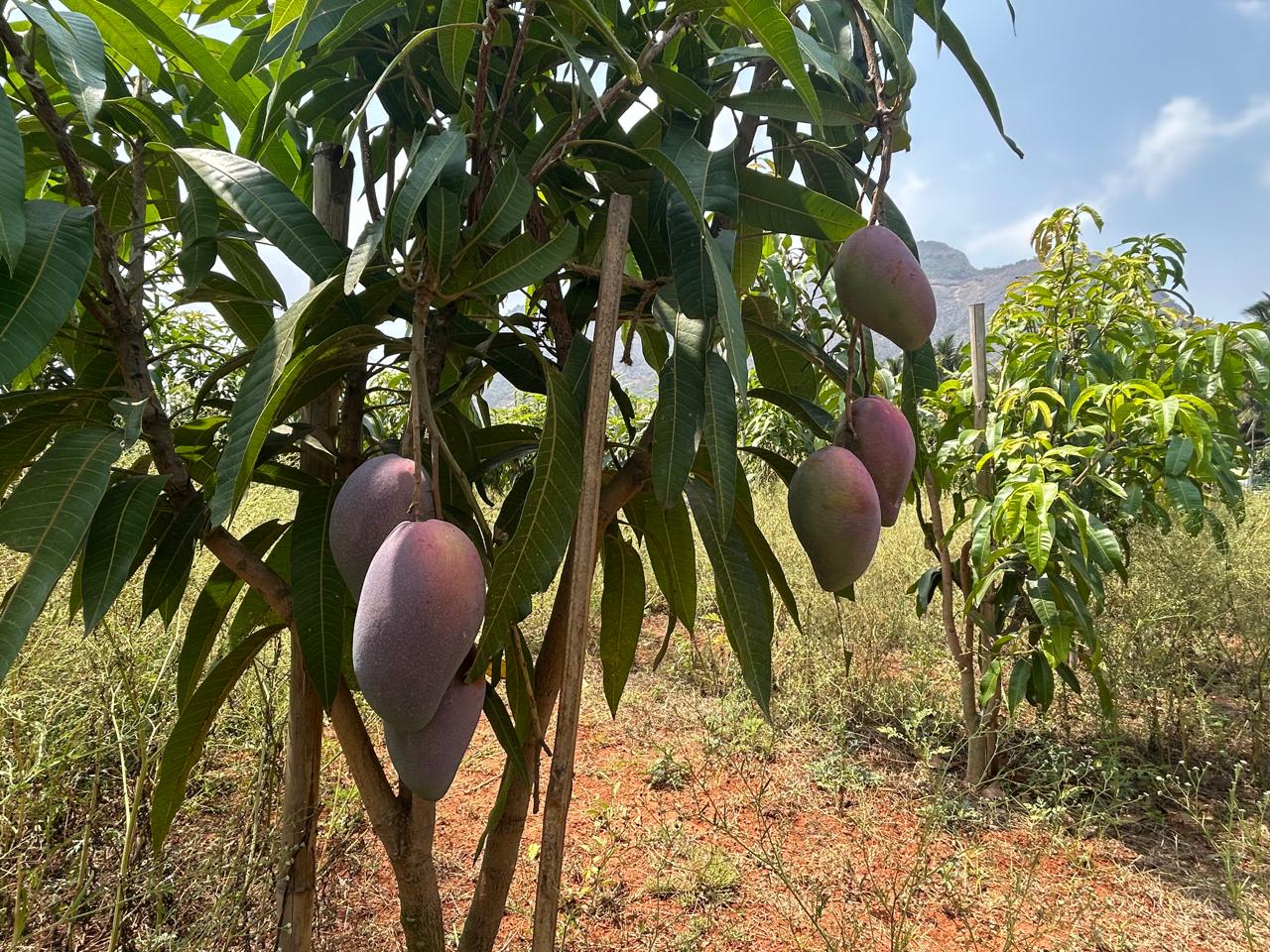 Miyazaki mango orchard row at Exotic Organic Farm Coimbatore