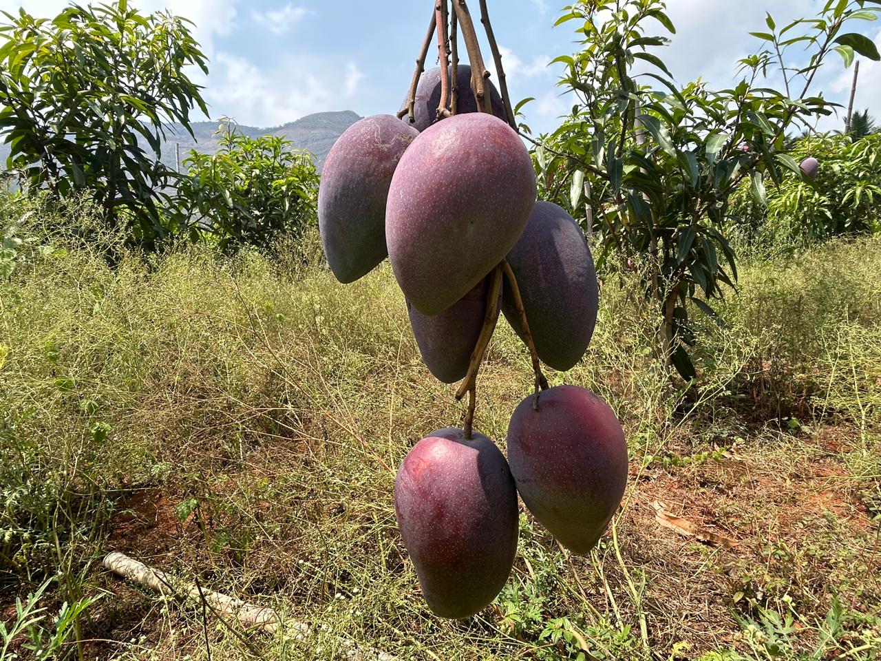 Miyazaki mango trees in open field at Exotic Organic Farm