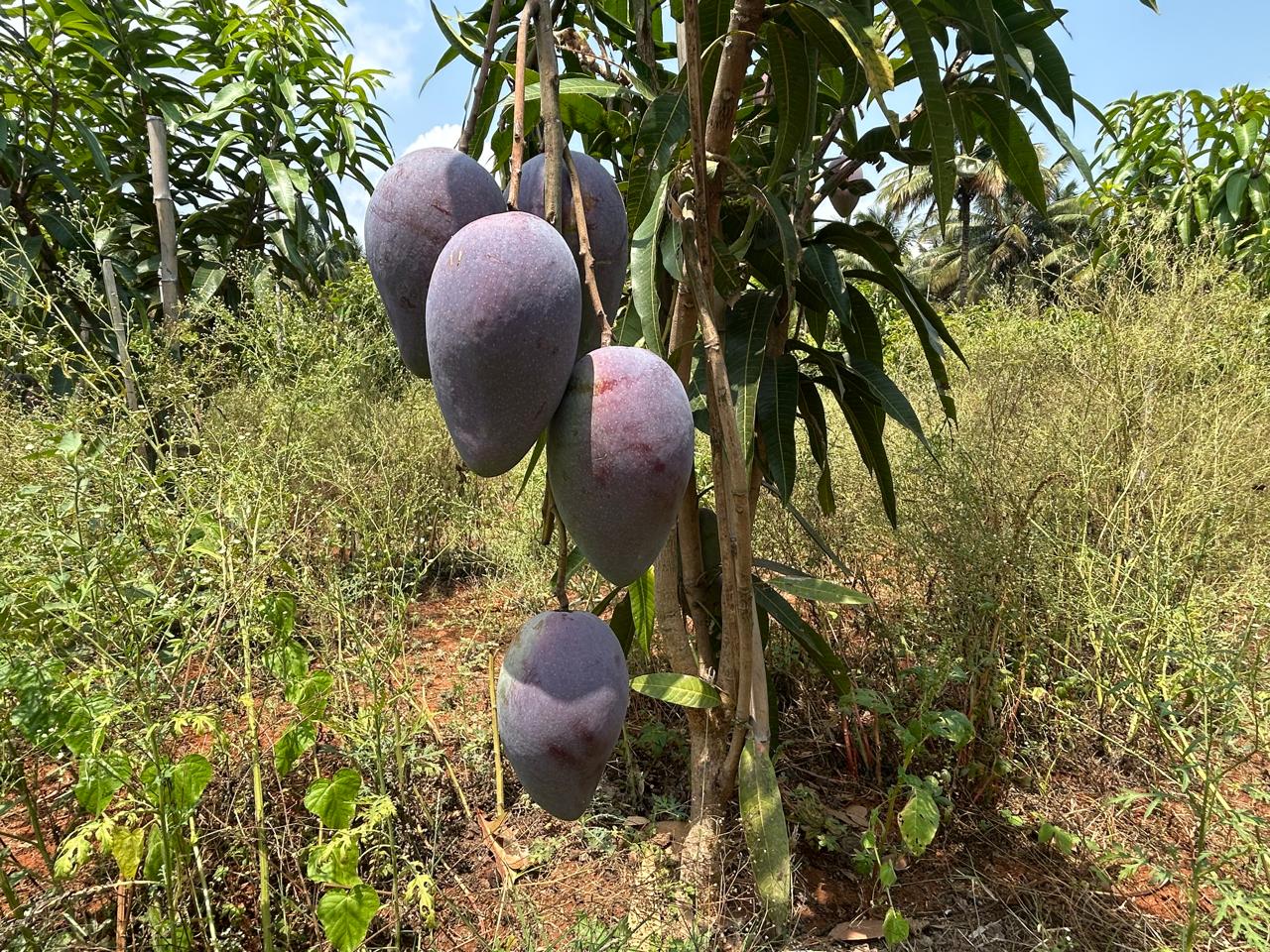 Cluster of Miyazaki mangoes ripening on tree at Exotic Organic Farm