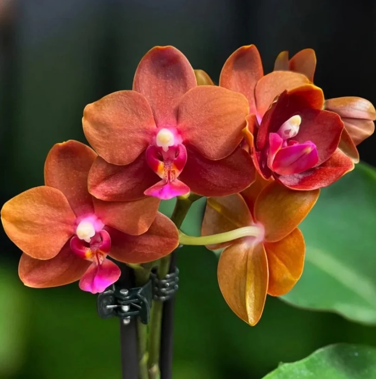 Brown-Orange Phalaenopsis Orchid - premium exotic plant