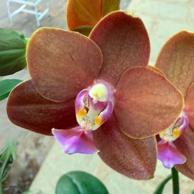 Brown-Orange Phalaenopsis Orchid - premium exotic orchid, photo 2