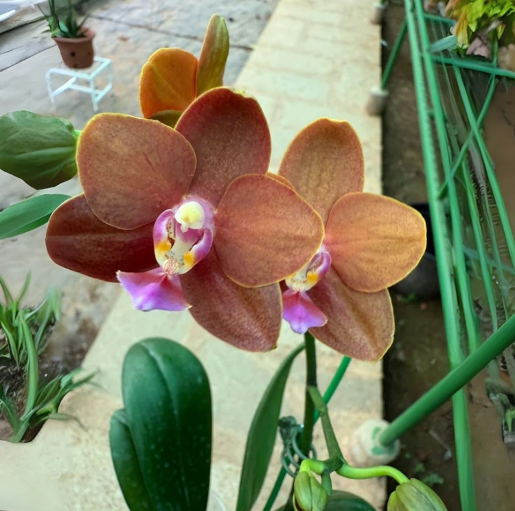Brown-Orange Phalaenopsis Orchid - premium exotic orchid, photo 3
