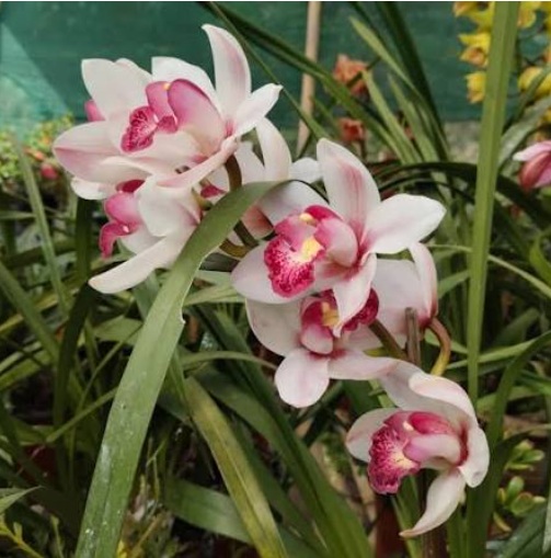 Cymbidium White Angel Orchid (Elegant Orchid) - premium exotic orchid plant