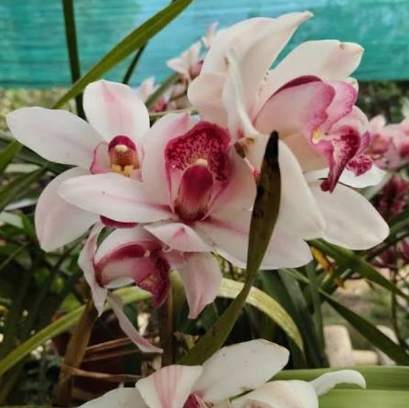 Cymbidium White Angel Orchid (Elegant Orchid) - premium exotic orchid, photo 2