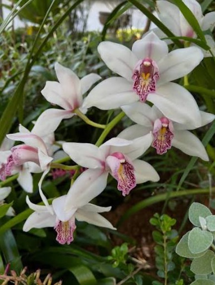 Cymbidium White Angel Orchid (Elegant Orchid) - premium exotic orchid, photo 3