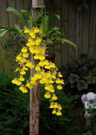 Dancing Lady Orchid (Oncidium) - premium exotic plant