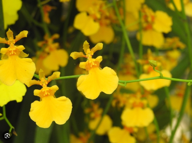 Dancing Lady Orchid (Oncidium) - premium exotic orchid, photo 2