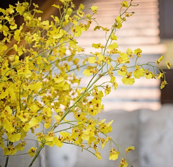 Dancing Lady Orchid (Oncidium) - premium exotic orchid, photo 3
