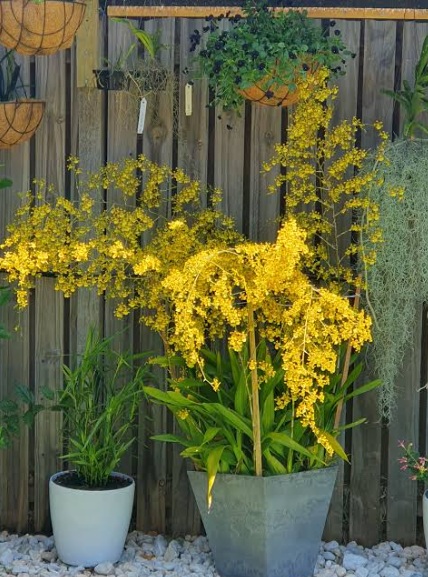 Dancing Lady Orchid (Oncidium) - premium exotic orchid, photo 4
