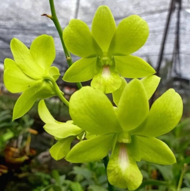 Dendrobium Aridang Green - premium exotic orchid plant