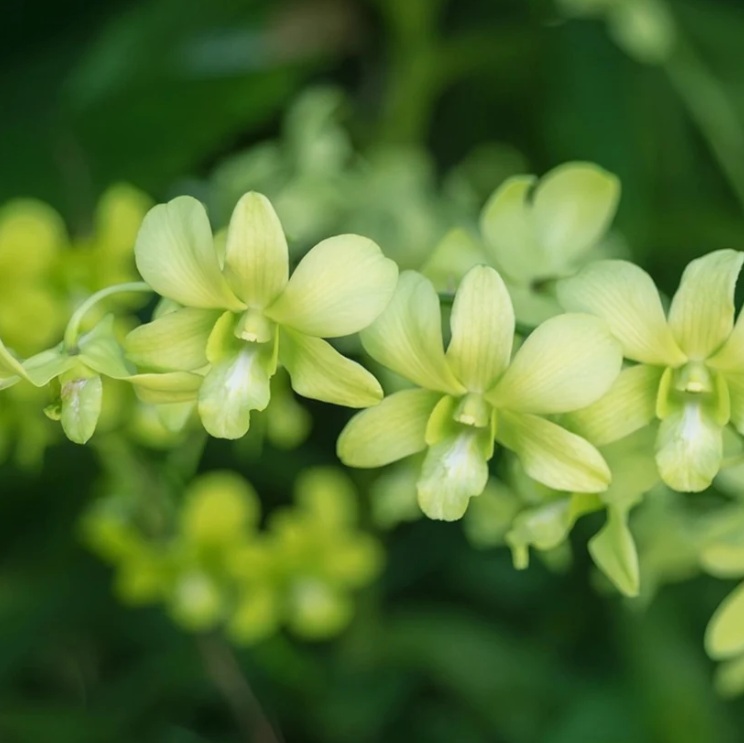 Dendrobium Aridang Green - premium exotic orchid, photo 2