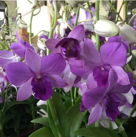 Dendrobium Blue Planet - premium exotic orchid plant