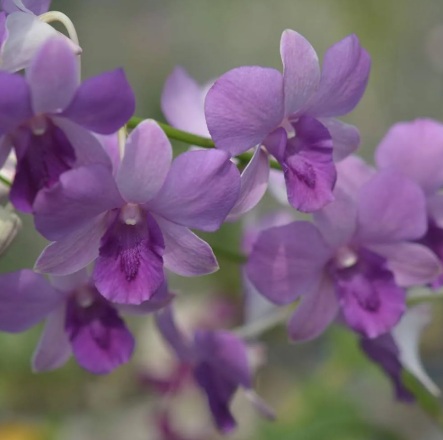 Dendrobium Blue Planet - premium exotic orchid, photo 2
