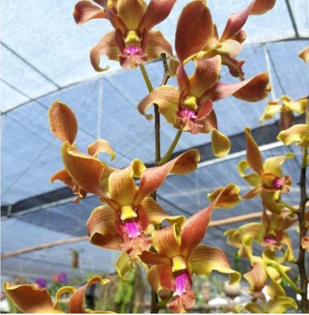 Dendrobium Burana Jade x Lasianthara - premium exotic orchid plant