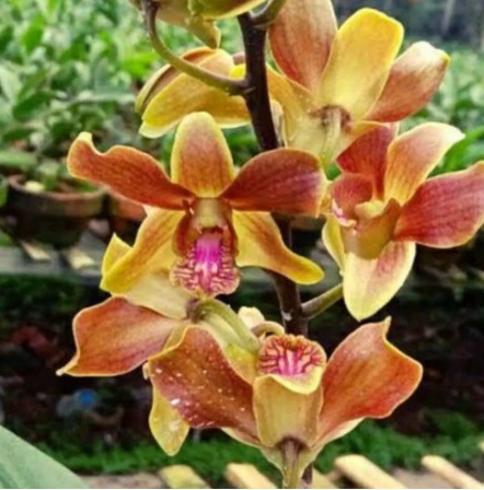 Dendrobium Burana Jade x Lasianthara - premium exotic orchid, photo 2