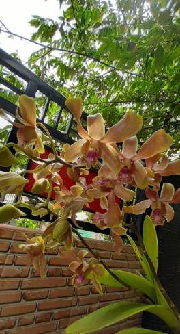 Dendrobium Burana Jade x Lasianthara - premium exotic orchid, photo 3