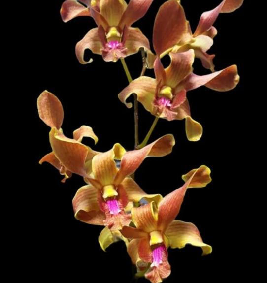 Dendrobium Burana Jade x Lasianthara - premium exotic orchid, photo 4