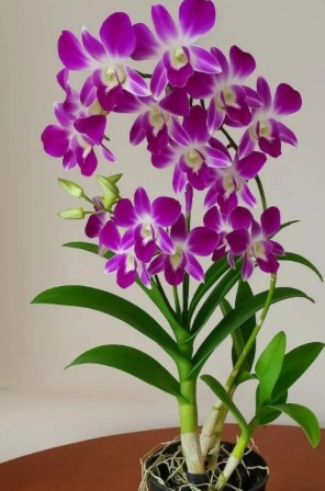 Dendrobium Karen x Compactum - premium exotic orchid plant
