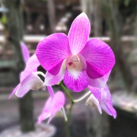 Dendrobium Karen x Compactum - premium exotic orchid, photo 2