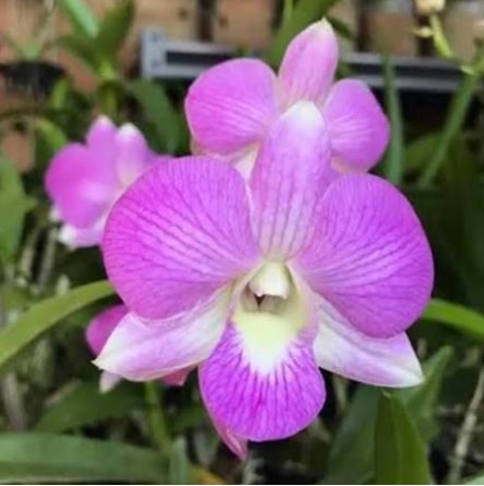 Dendrobium Karen x Compactum - premium exotic orchid, photo 3