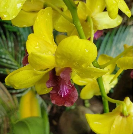 Dendrobium Lueng Udom Sap - premium exotic orchid plant