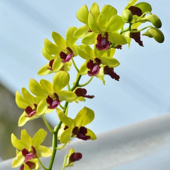 Dendrobium Lueng Udom Sap - premium exotic orchid, photo 2