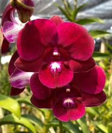 Dendrobium More Red - premium exotic plant