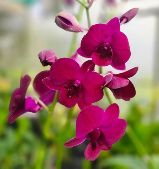 Dendrobium More Red - premium exotic orchid, photo 2