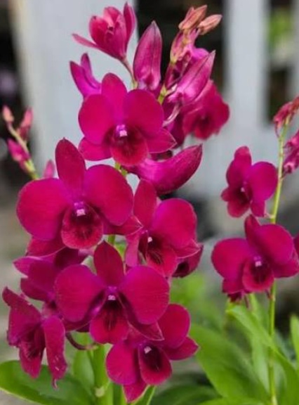 Dendrobium More Red - premium exotic orchid, photo 3