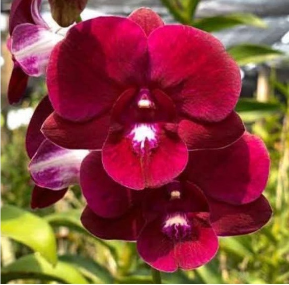Dendrobium More Red Thailand - premium exotic orchid plant