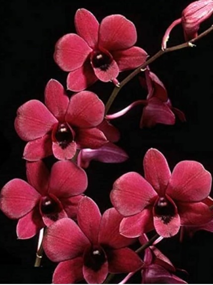Dendrobium More Red Thailand - premium exotic orchid, photo 2