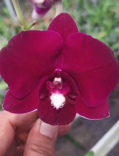 Dendrobium More Red Thailand - premium exotic orchid, photo 3